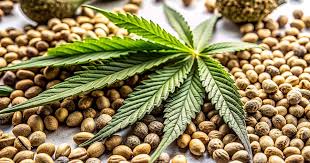 Cannabis Seeds Nebraska A Guide to Growing in the Cornhusker State