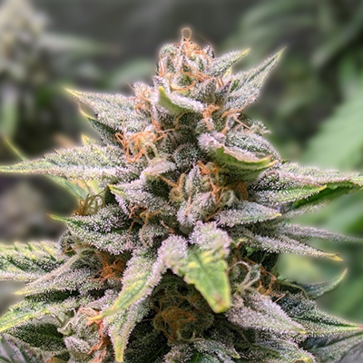 Cannabis Seeds Nebraska A Guide to Growing in the Cornhusker State